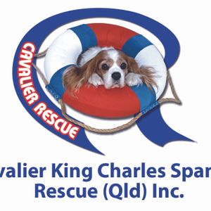 Cavalier King Charles Spaniel Rescue Qld Inc