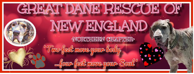 Northern Chapter Great Dane Rescue of New England