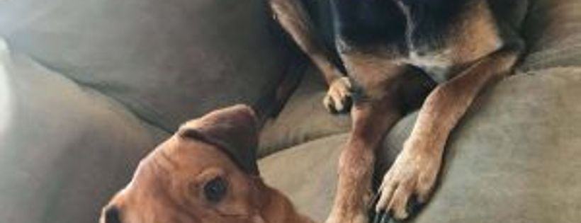 Mikey's Chance Pet Rescue