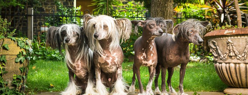 No Hairs Ark Chinese Crested Rescue