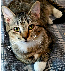 Kit Kat Alley Rescue Logo
