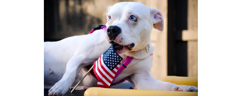 K9 Enrichment Initiative, Inc.