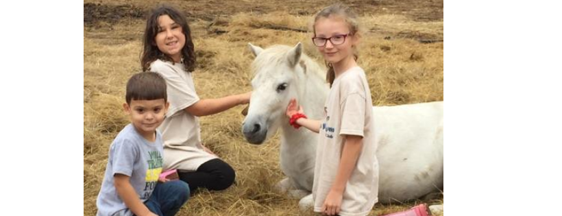 South Jersey All Breeds Horse Rescue