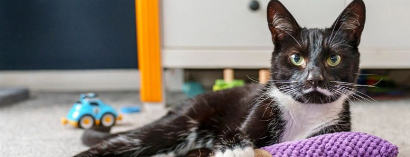 Cats Protection North Antrim and Glens Branch