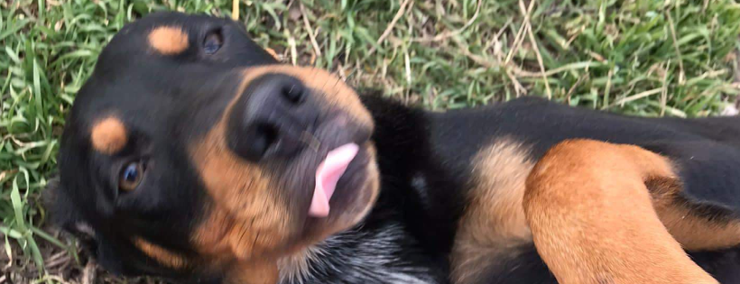 Stefs animal rescue and rehome Durham