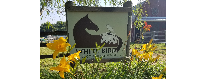 White Bird Appaloosa Horse Rescue