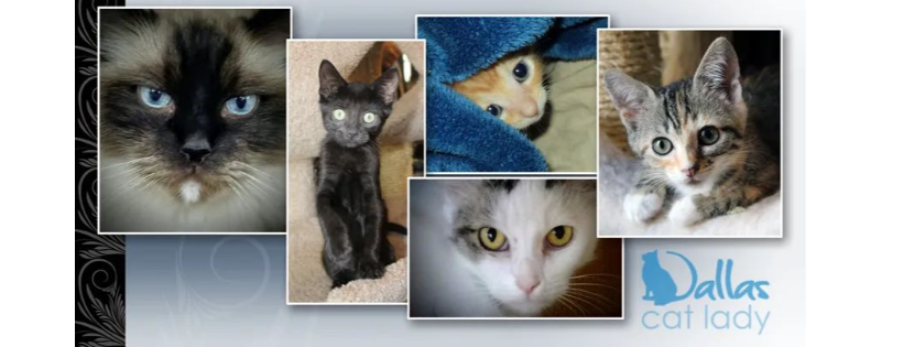 Dallas Cat Lady