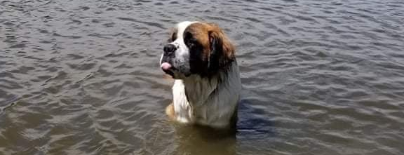 Island Pacific Dog and Cat Rescue Society