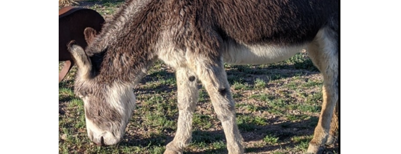 SOS Donkey Haven