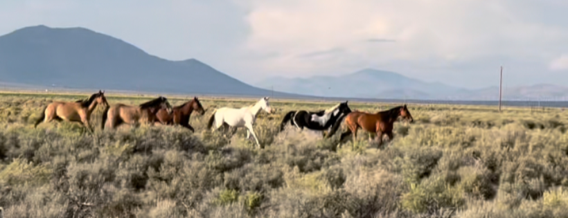 Love Wild Horses