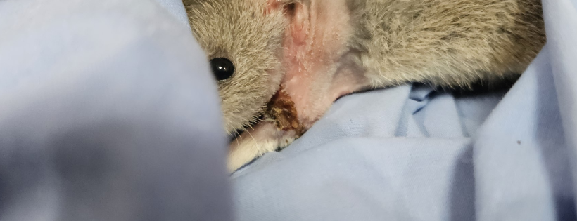 Northern Rivers Wildlife Hospital
