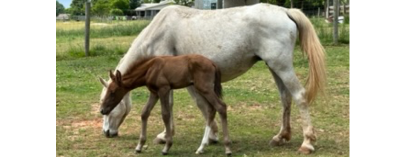 ReDux Equine Rescue Inc.