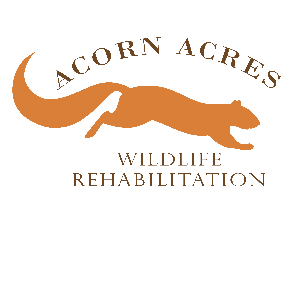Acorn Acres Wildlife Rehabilitation Logo