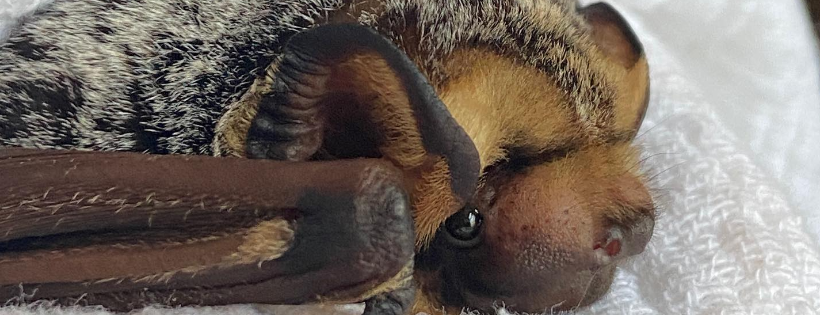 Pennsylvania Bat Rescue
