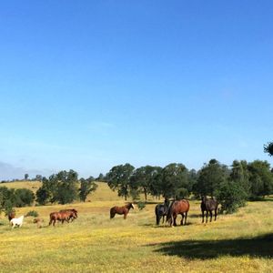 Amador County Equine Sanctuary Logo