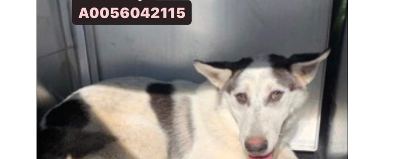 Siberian Husky Assistance and Rescue Program of New York
