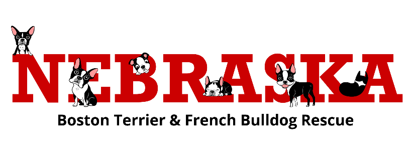 Nebraska Boston Terrier Rescue