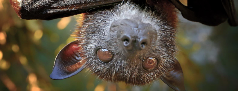 Lubee Bat Conservancy