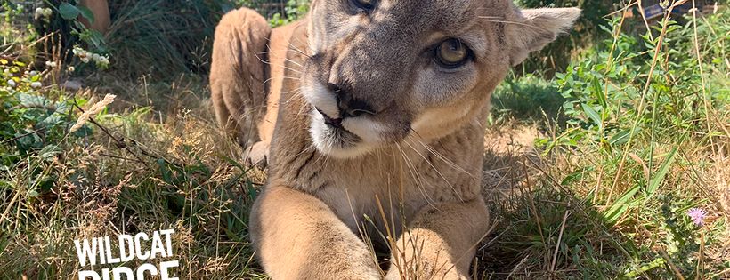 WildCat Ridge Sanctuary