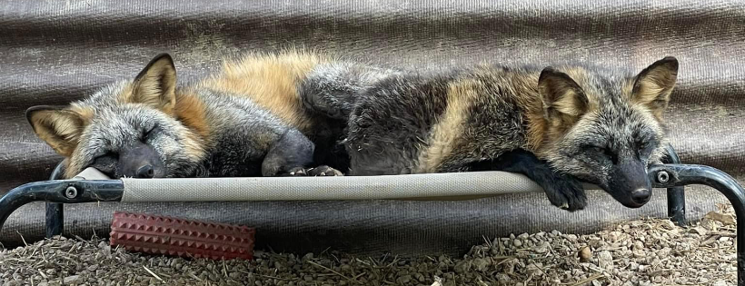Fox Tale Sanctuary