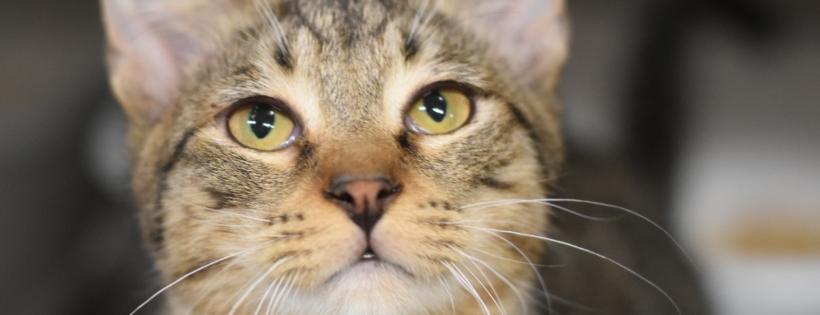 Mobile Cat Society