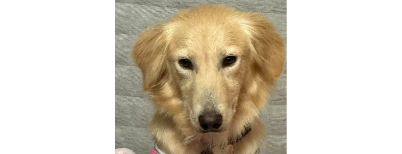 Joshua's House for Golden Retriever Rescue and Sanctuary