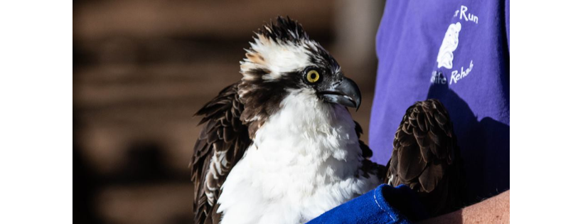 Badger Run Wildlife Rehab