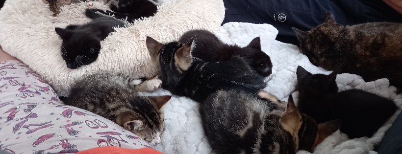 Morrinsville Cat Rescue Trust