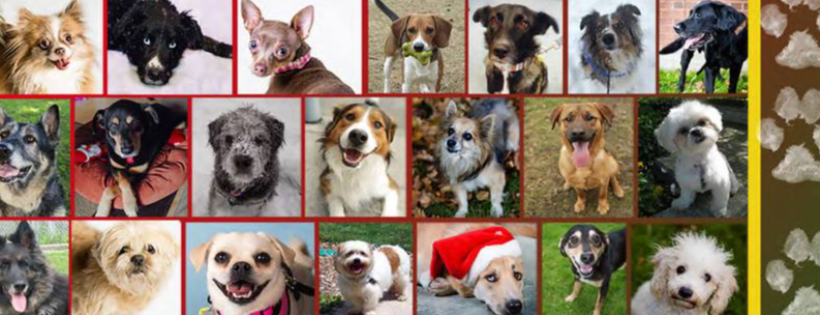 Speaking of Dogs Rescue