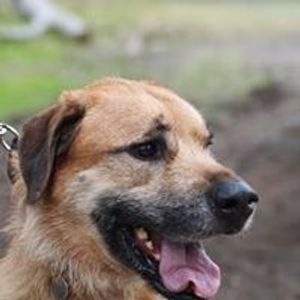 Wally's Doggie Rescue