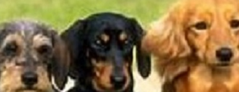Kentucky Dachshund Rescue, Inc