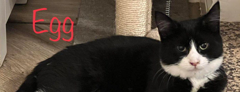 Consett Cat Rescue