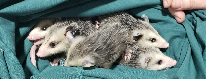 Little Ponderosa Zoo and Rescue, Inc