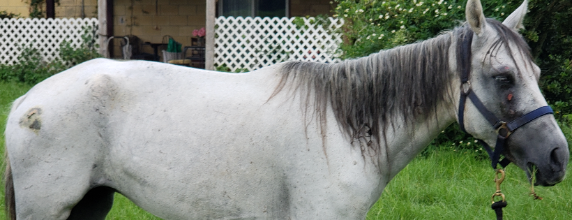 Happy Valley Horse Rescue Inc.