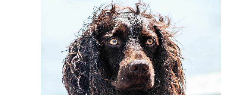 Boykin Spaniel Rescue, Inc.