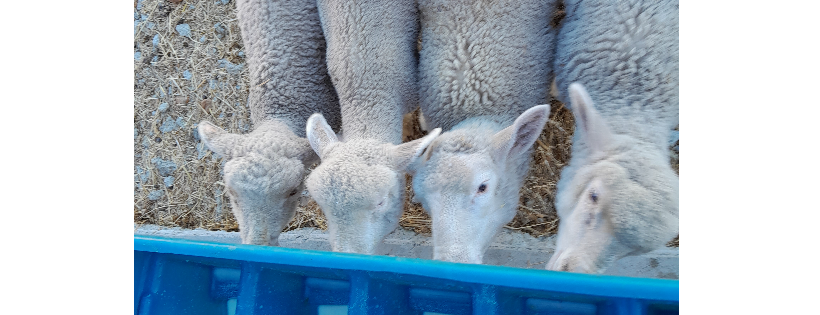Wanderosa Farm Animal Sanctuary