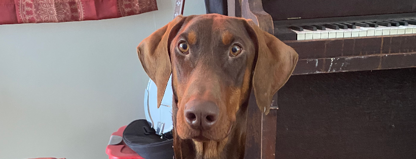 Adopt-a-Dobe Rescue Society