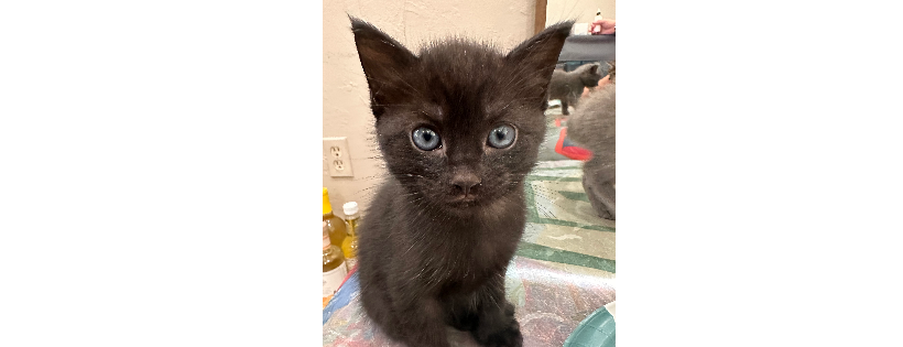 Pet Project for Pets, Inc.