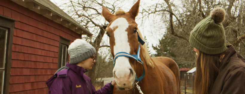 Donkey & Draft Rescue
