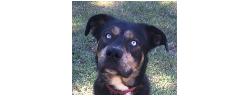 Best Friends Furever