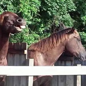 HorseSisters & Associates, Inc.