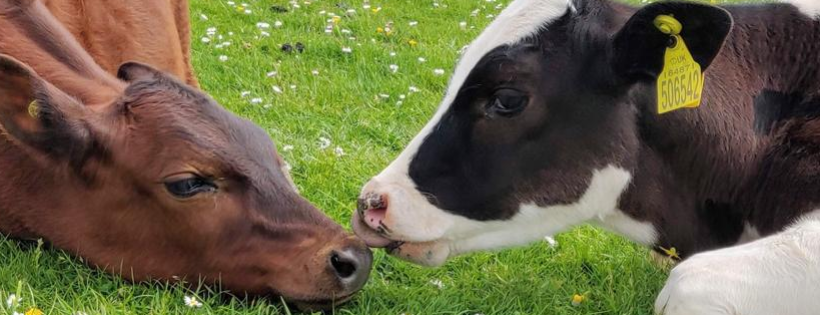 Ananda Animal Sanctuary
