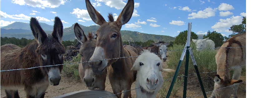 Hangry Donkey Sanctuarty