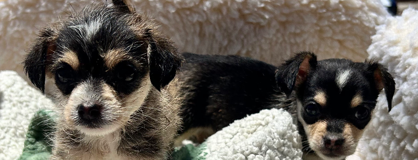 Help A Dog Out Rescue