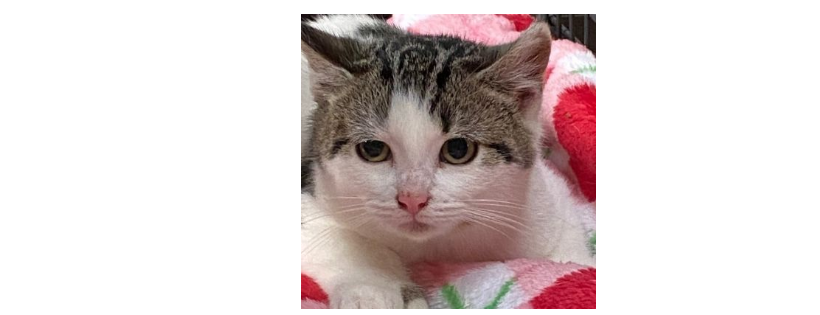 Humane Society of Livingston County