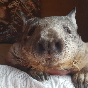 Wombat Awareness Ltd