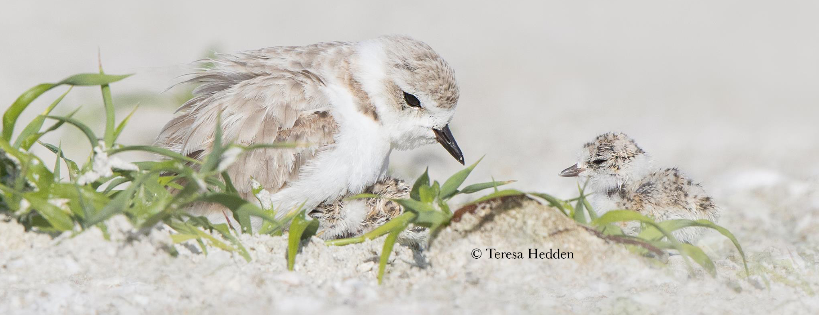 Wader Quest