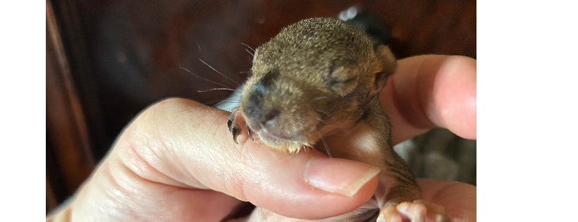 Izzy Wildlife Rescue & Rehab