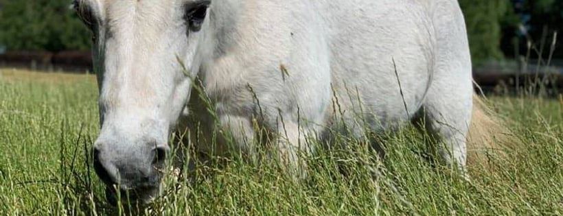 Cherry Lane Equine Retirement Ltd