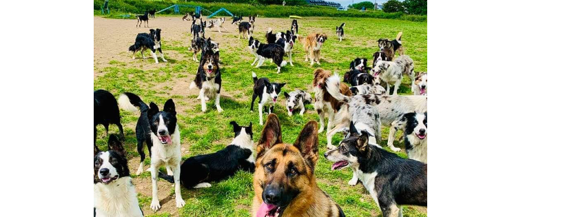 Diane Hart Collie Dog Rescue & Rehabiliation Centre